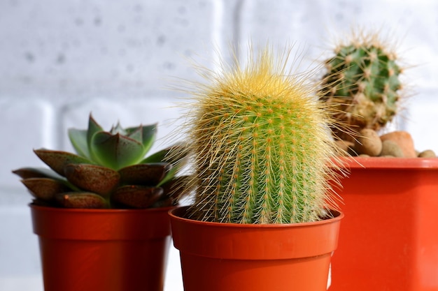 Petits cactus d'intérieur Cactus dans des pots en gros plan