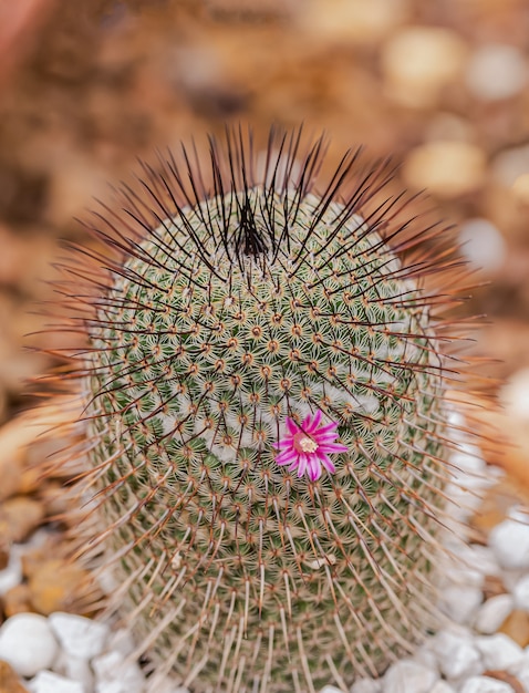 Petits cactus et plantes du désert