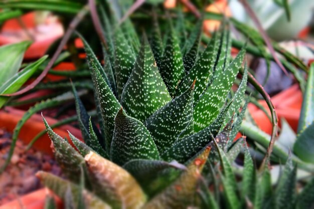 petits cactus tropicaux poussent dans des pots culture de plantes succulentes concept