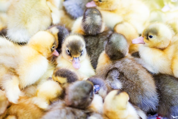 Petits canards dans un incubateur