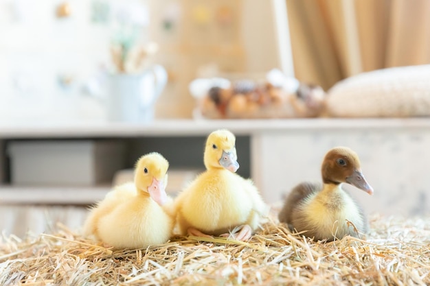 petits canetons sur le foin printemps Pâques