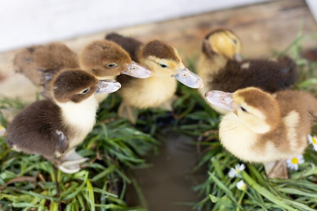 Petits canetons sur l'herbe verte