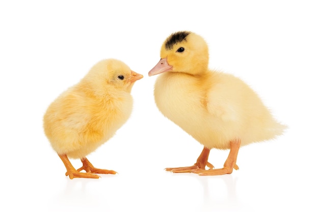 Petits canetons jaunes et stand de poulet bec à bec isolé sur fond blanc