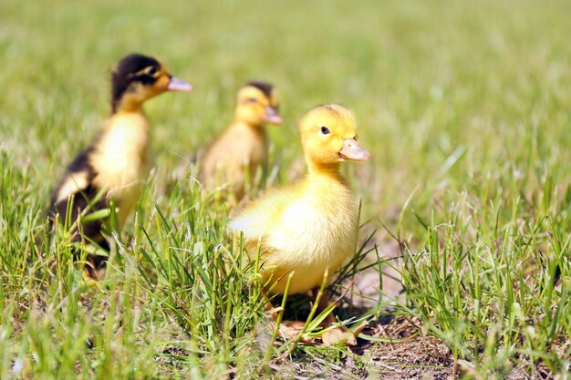 Petits canetons mignons sur l'herbe verte à l'extérieur