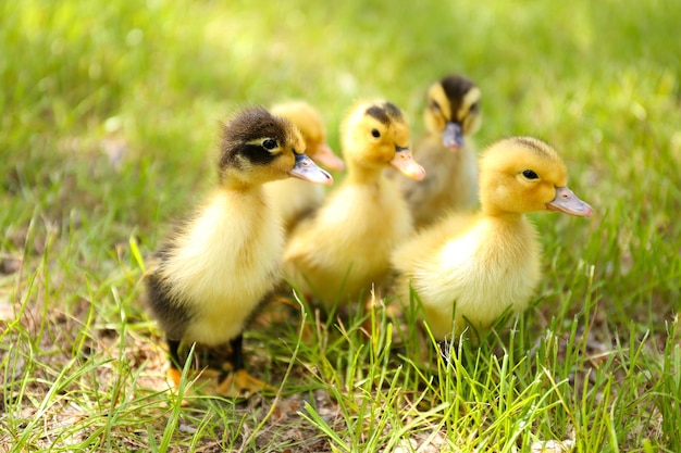 Petits canetons mignons sur l'herbe verte à l'extérieur