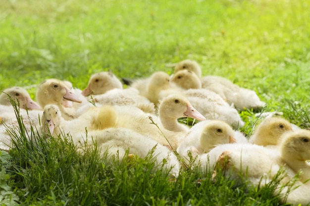 Les petits canetons se reposent sur le pré vert Un troupeau de petits poussins de canetons se trouve dans l'herbe verte