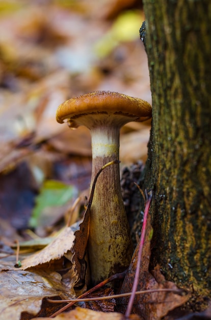 Petits champignons d'automne comestibles agarics au miel poussant dans la forêt