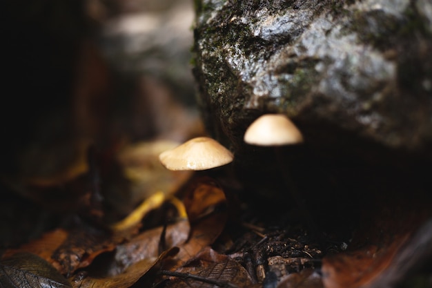 petits champignons en automne sous une pierre