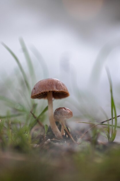 Petits champignons dans une forêt de pins avec brouillard