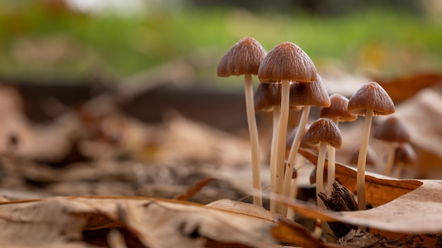 Petits champignons frais poussant dans la forêt d'automne