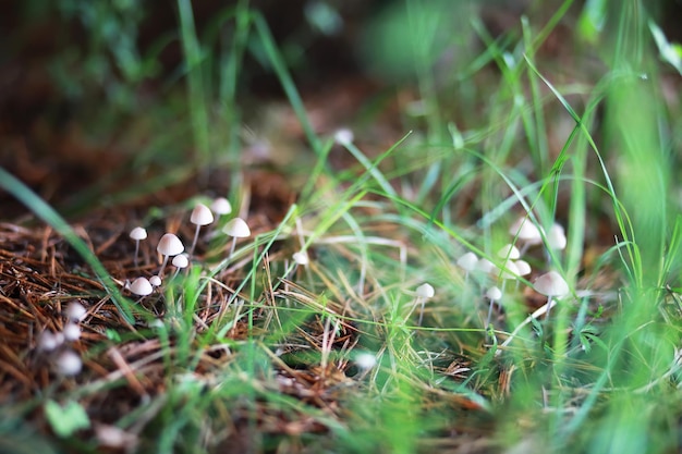 petits champignons macro / nature forêt, forte augmentation de la moisissure des champignons vénéneux