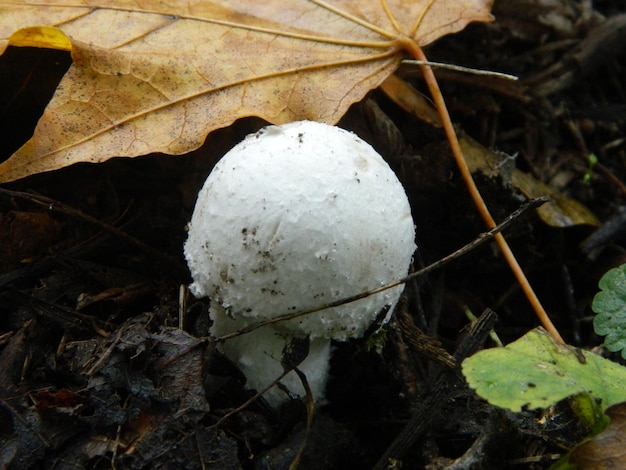 Petits champignons noirs en compétition pour l'espace au sol