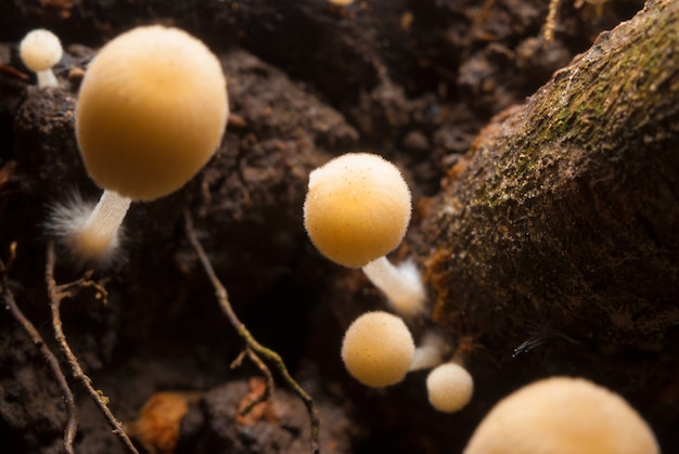 Petits champignons non comestibles.