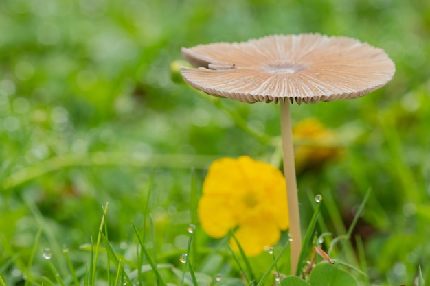 petits champignons parmi l'herbe avec des gouttes de pluie dans le champ