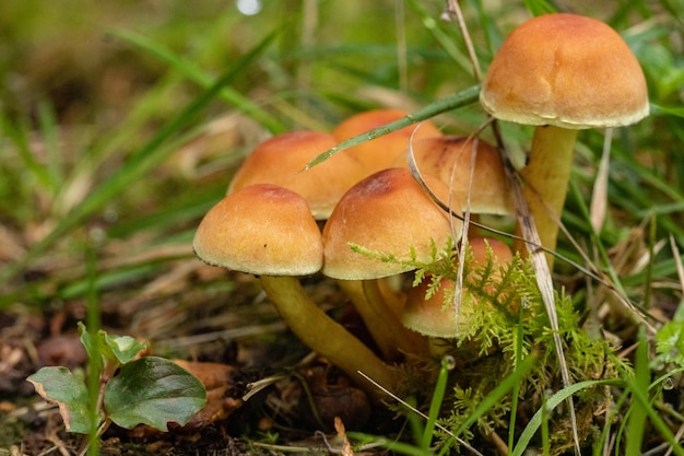 petits champignons parmi l'herbe avec des gouttes de pluie dans le champ