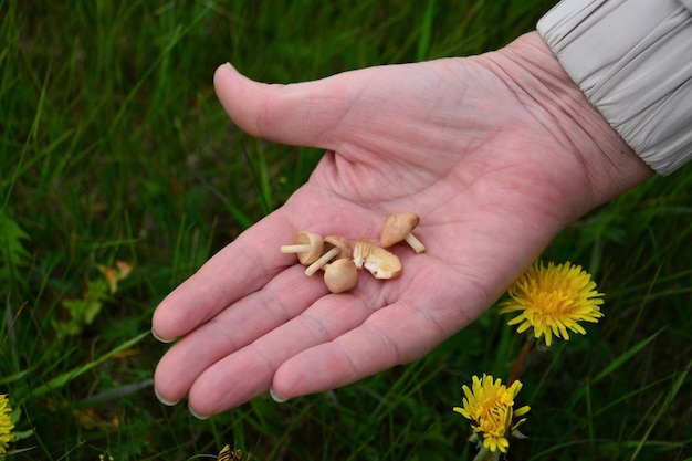 petits champignons sur la paume de la femme, gros plan