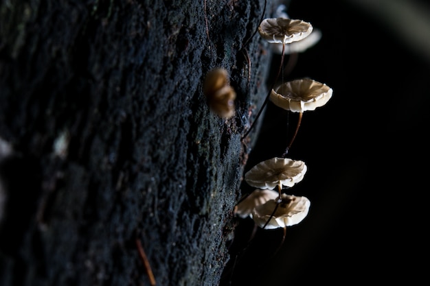 Petits champignons sur des souches