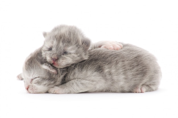 Petits chatons de 10 jours. Isolé sur blanc.