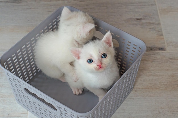 Petits chatons blancs nouvellement nés aux yeux bleus Couverture de carte postale selective focusPlusieurs chats