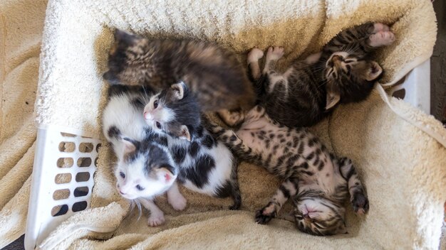 Petits chatons de couleurs assorties se reposant dans une boîte, Sotchi