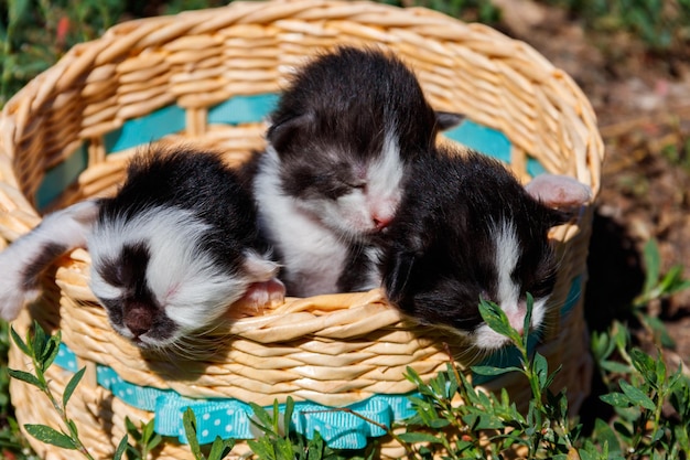 Petits chatons dans un panier sur l'herbe verte