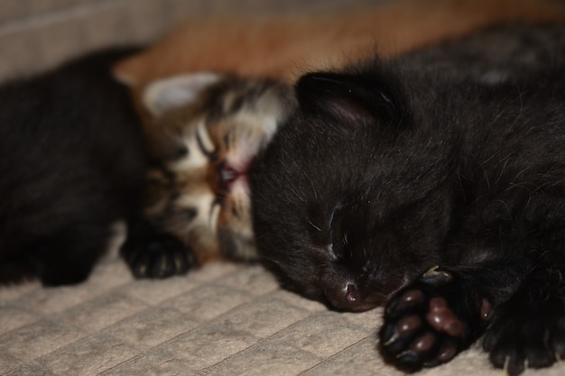 Les petits chatons dorment sur le canapé