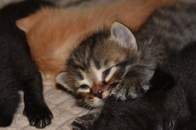 Les petits chatons dorment sur le canapé