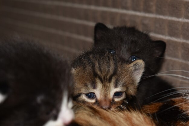 Les petits chatons jouent sur le canapé