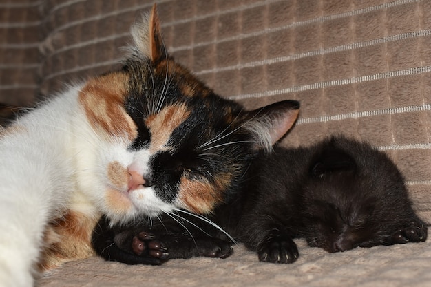 Les petits chatons jouent sur le canapé