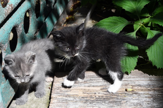 petits chatons jouent dans la cour