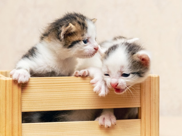 De petits chatons mignons dans une boîte en bois essaient de sortir de la boîte