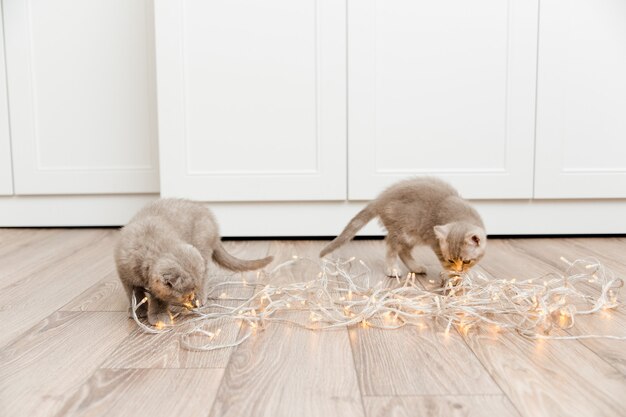 Petits chatons mignons avec lumière de Noël. Copier l'espace