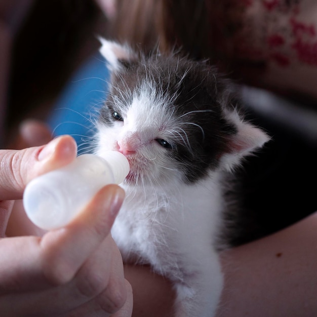 Petits chatons mignons Nourrir les chatons