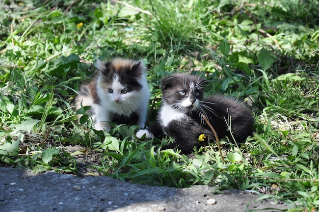 Petits chatons moelleux jouent dans l'herbe Petits animaux mignons