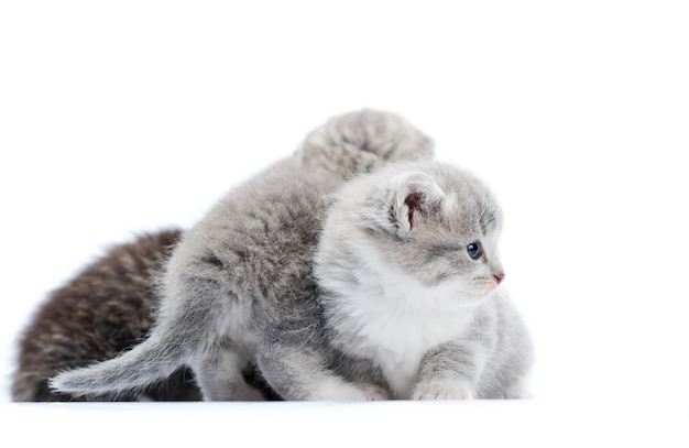 Petits chatons pelucheux aux yeux bleus gris jouant et sautant l&#39;un sur l&#39;autre, l&#39;un regardant sur le côté