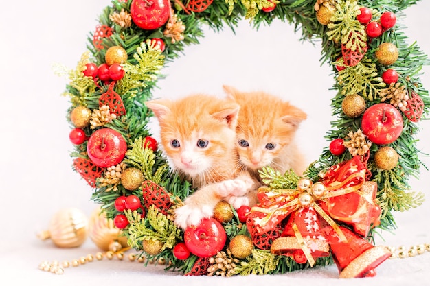 Petits Chatons Rouges Sur Une Couronne De Noël