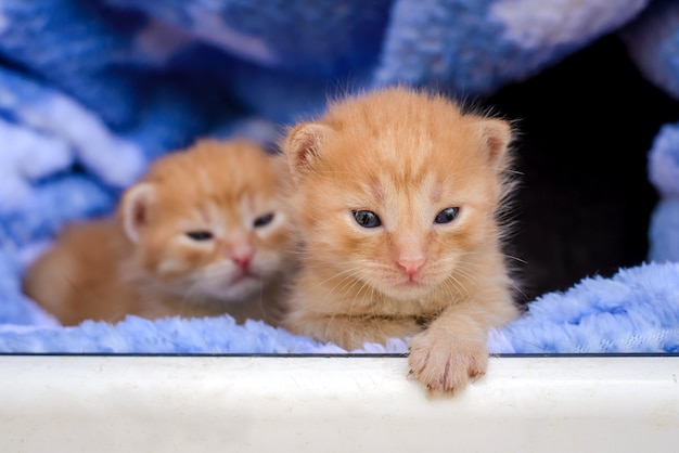 Petits chatons rouges drôles