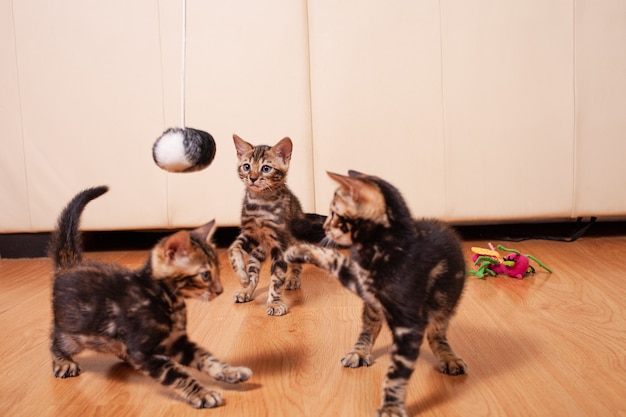 Petits chatons tigres léopard du Bengali brun jouent dans l'appartement