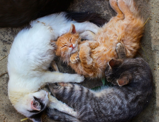 Les petits chats dorment de près