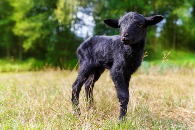 Les petits chevreaux noirs dans le pré.