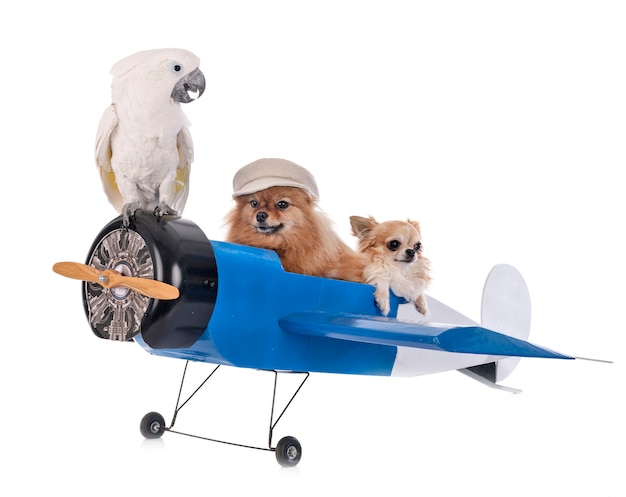 Petits chiens cacatoès et avion isolé