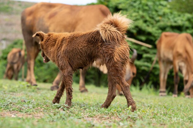 Petits chiens dans l'élevage de ranch Le chien garde du bétail dans un ranch