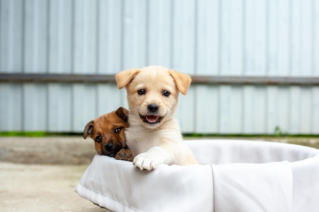 Petits chiens mignons dans la cour