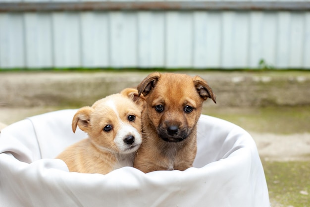 Petits chiens mignons dans la cour