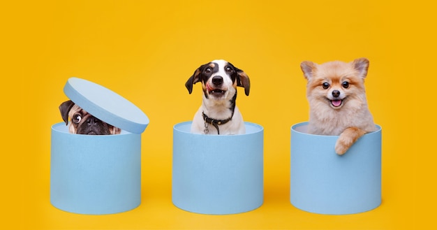 Petits Chiens Souriants Assis Dans Des Coffrets Cadeaux Bleus Sur Fond Jaune.