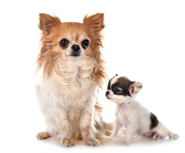 Petits chihuahuas isolés sur blanc