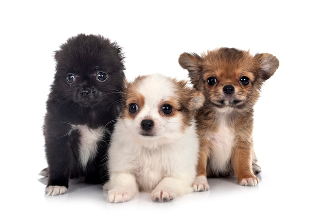 Les petits chihuahuas