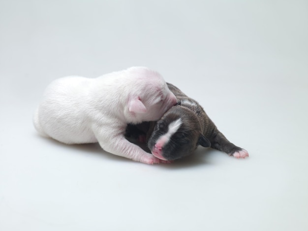 Petits chiots aux yeux fermés allongés sur fond blanc