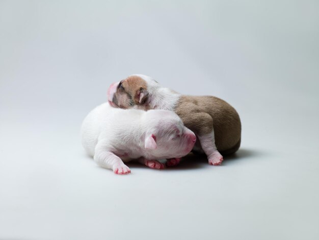 Petits chiots aux yeux fermés allongés sur fond blanc