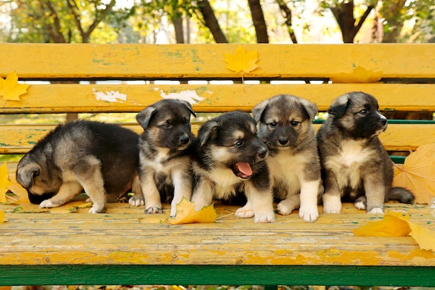 Petits chiots sur un banc avec des feuilles d'automne